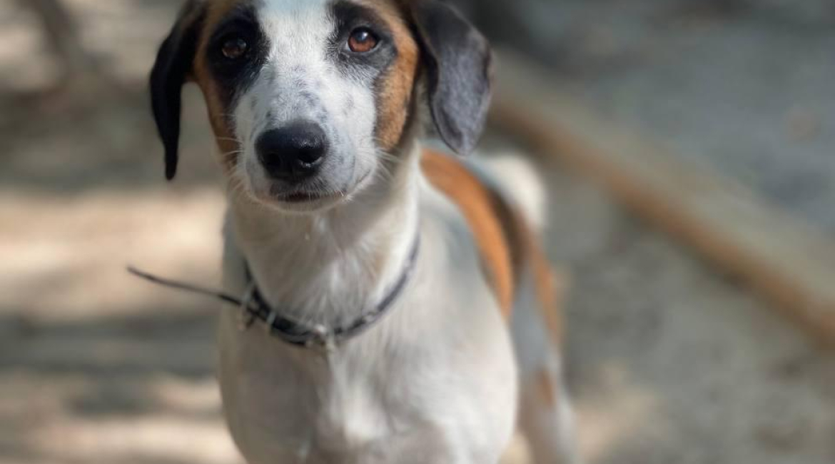 Chiens à adopter